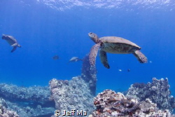 Turtle Cleaning Station.  Mala Pier, Maui, HI by Jeff Ma 